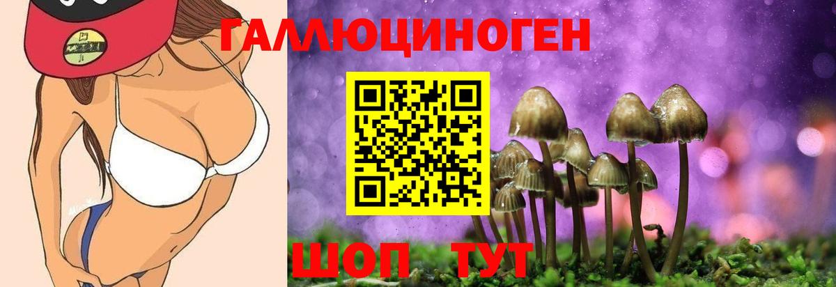 Псилоцибиновые грибы Psilocybe  Вход с VPN  Тосно 